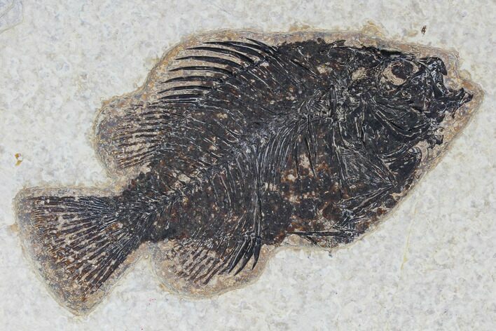 Fossil Fish (Cockerellites) - Green River Formation #113852